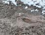 Archeologische schatten in Woltersum